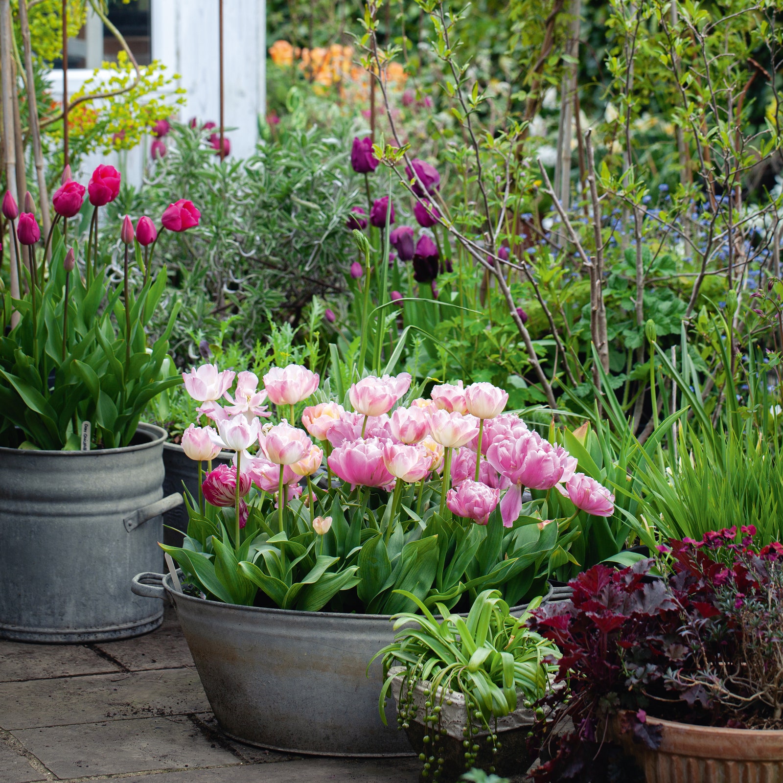 A garden photographer's flower-filled garden in the Welsh borders