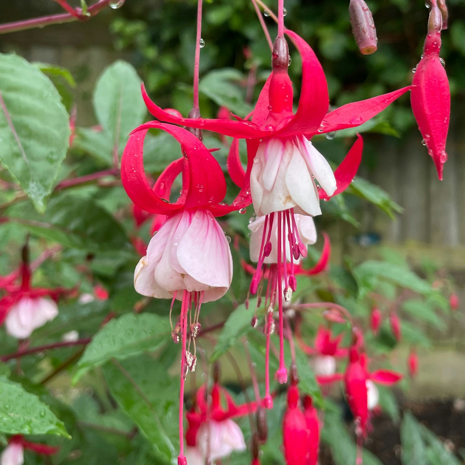 How to grow fuchsia flowers