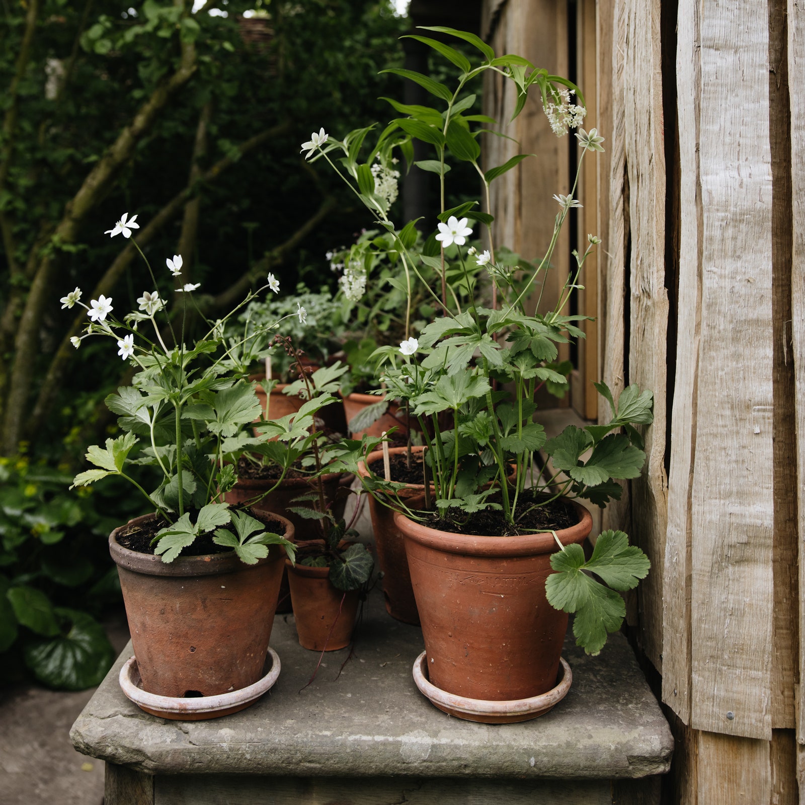 Psychotherapist Sue Stuart-Smith on the healing power of gardening