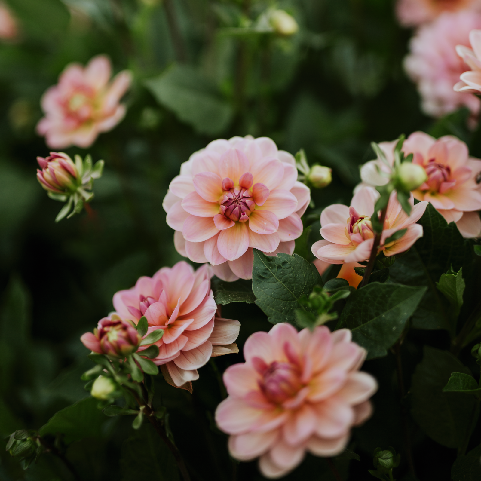 Dahlias: how to grow beautiful perennial flowers